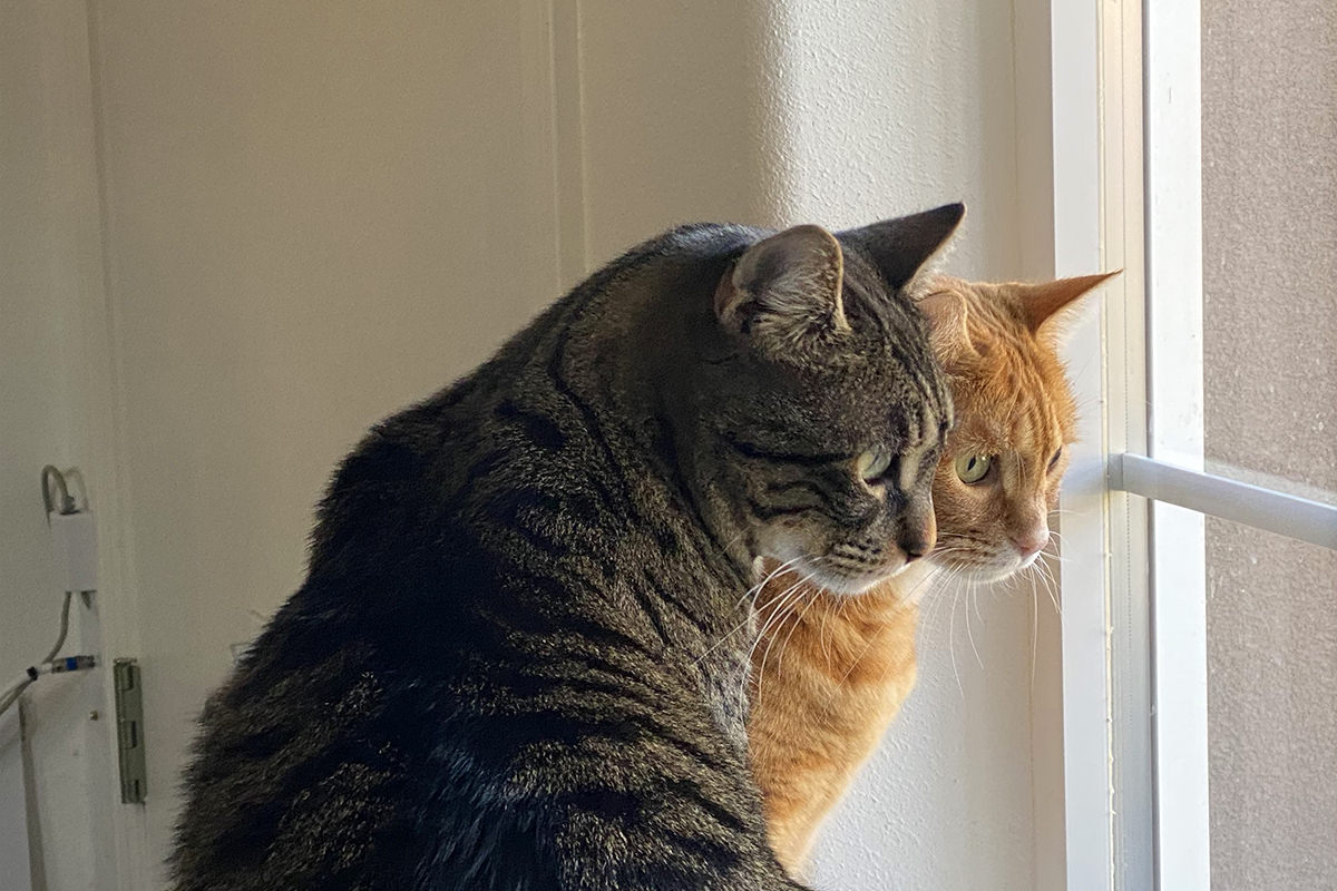 Jake and Jenny looking out the window down on the ground.