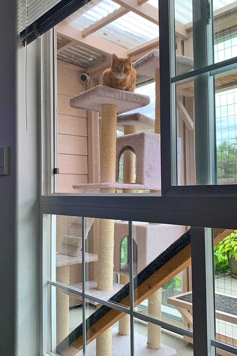 Jenny outside in the catio on top of her beloved cat tree, staring at me.