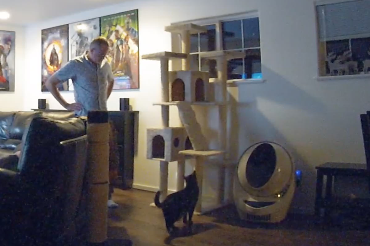 Jake climbing all over his cat tree again.