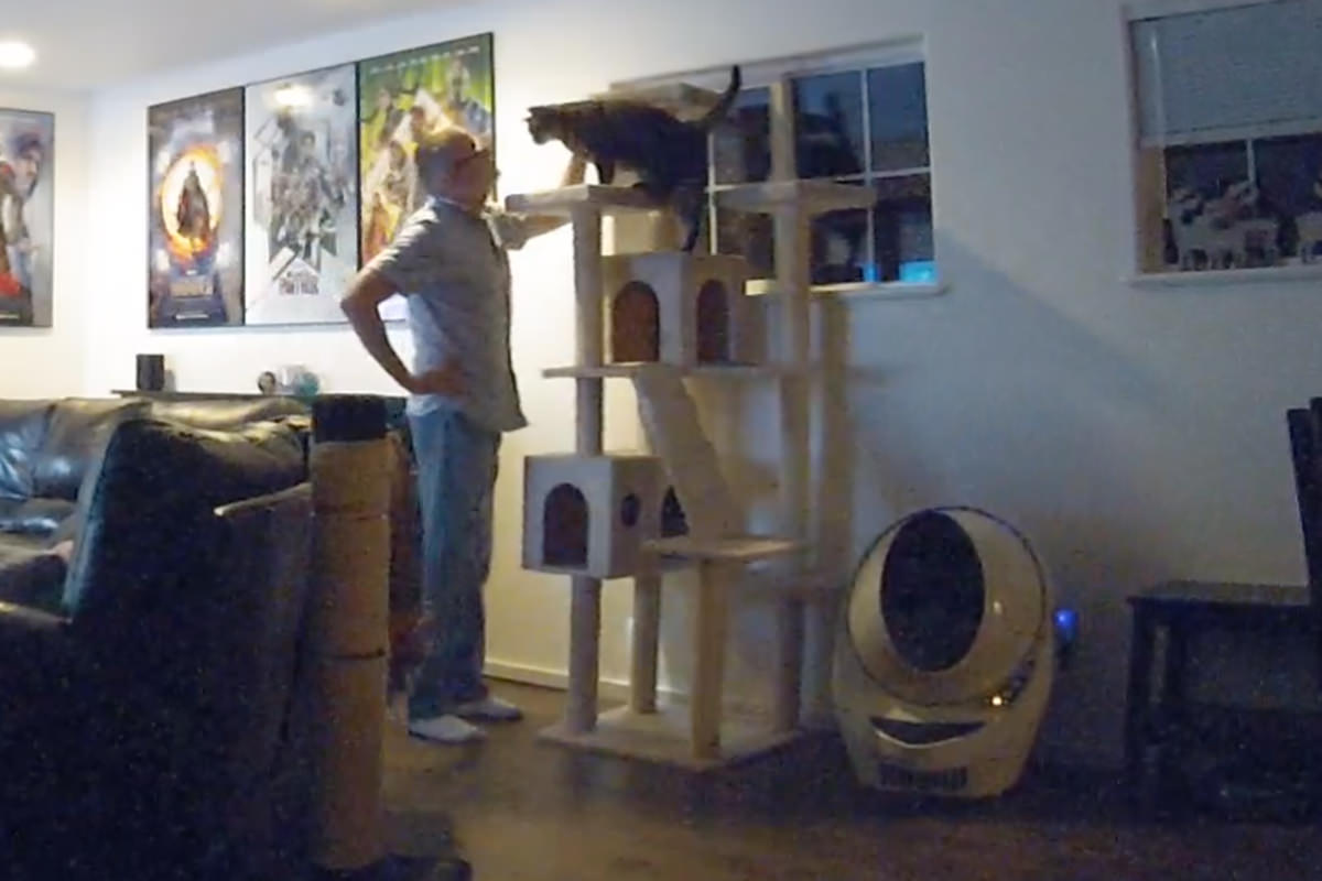 Jake climbing all over his cat tree again.