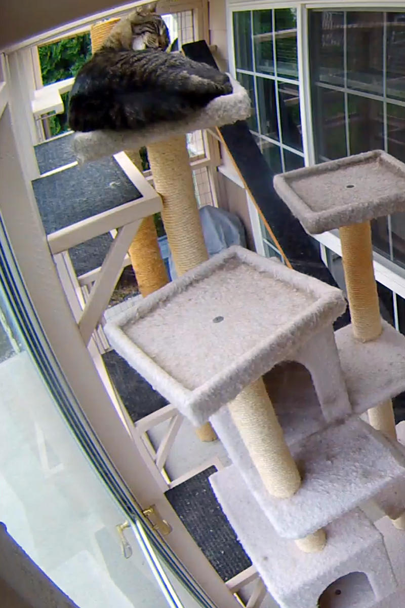 Jake out in the catio asleep on top of that filthy old cat tree.