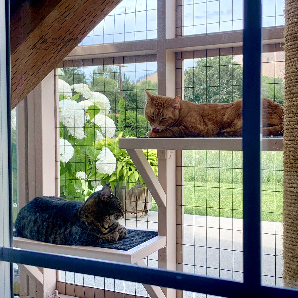 Cats in the Catio