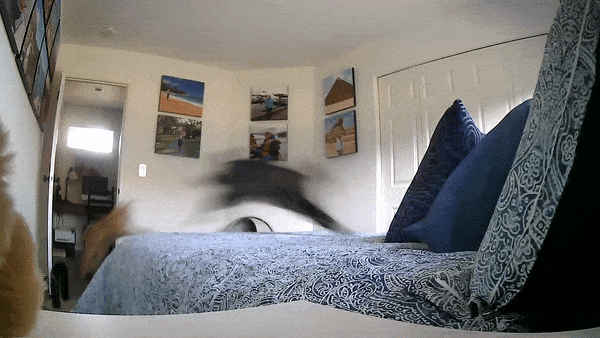 Jenny chasing Jake around the bedroom in an animated GIF.