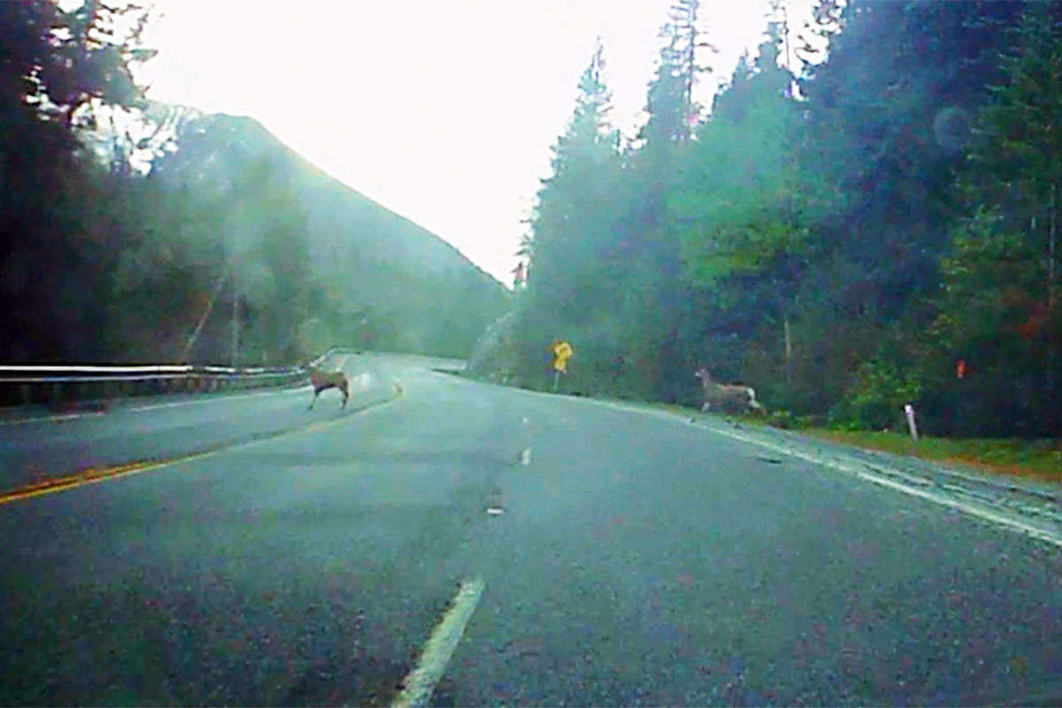 Deer on the Road!