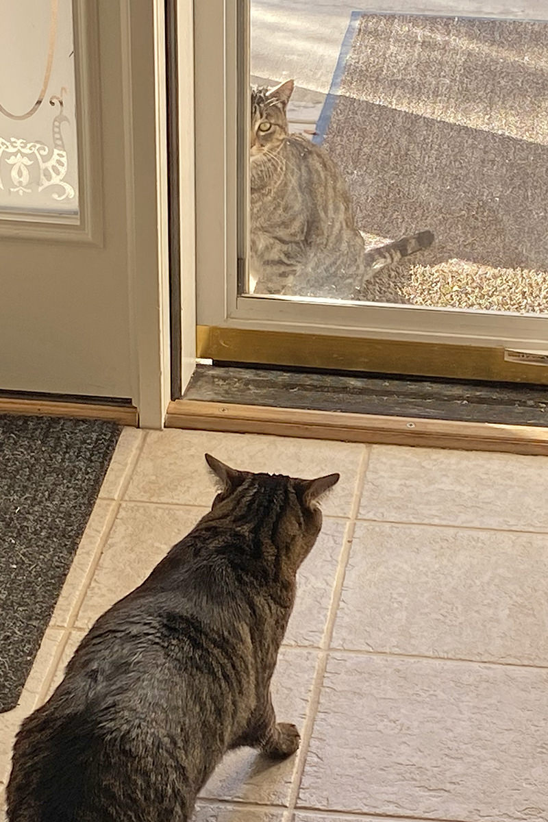 Jake sneaking up to the front screen door to visit with Fake Jake.