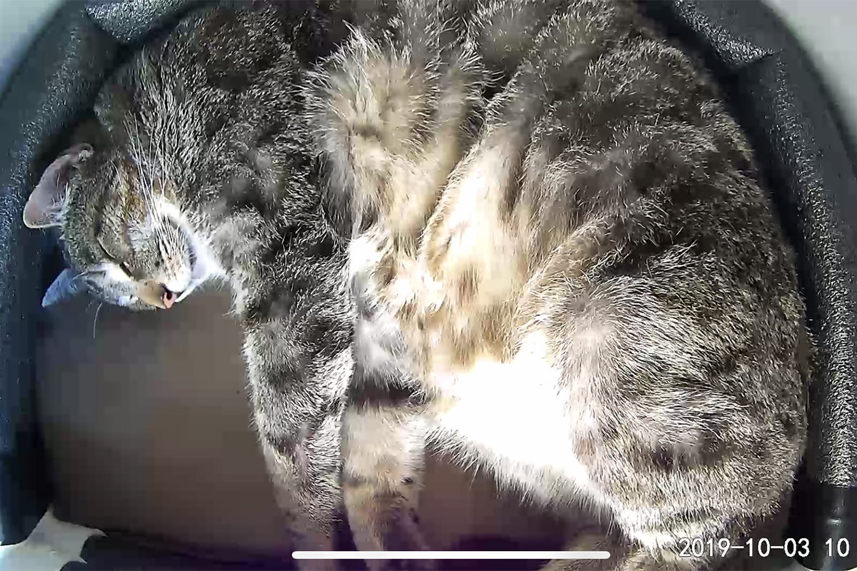 Fake Jake cuddled up on the heating pad in his kitty igloo sleeping with a smile on his face.