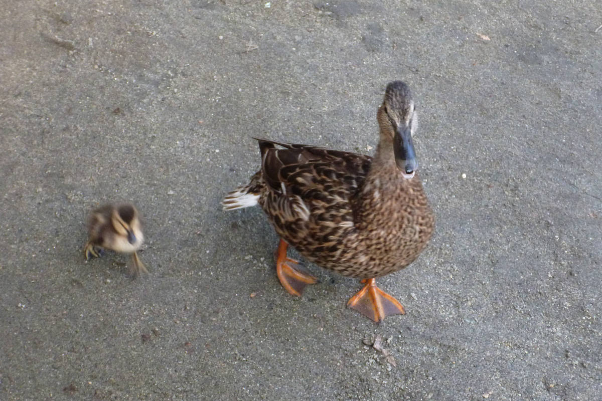 Momma Duck and Baby Duck