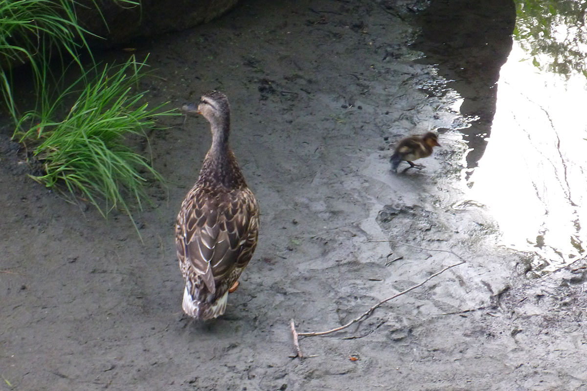 Momma Duck and Baby Ducks
