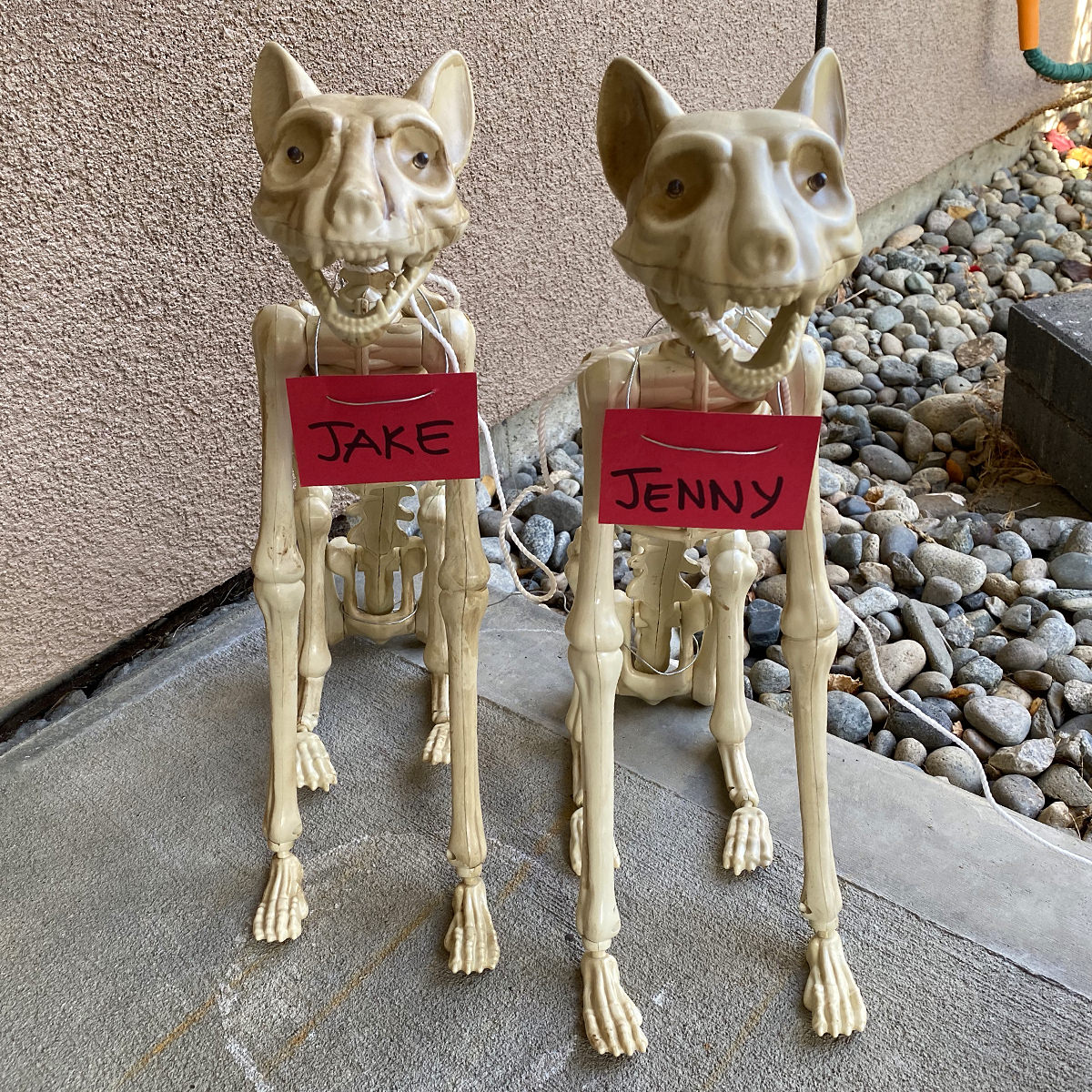 Skeleton Cats with Jake and Jenny signs around their necks.