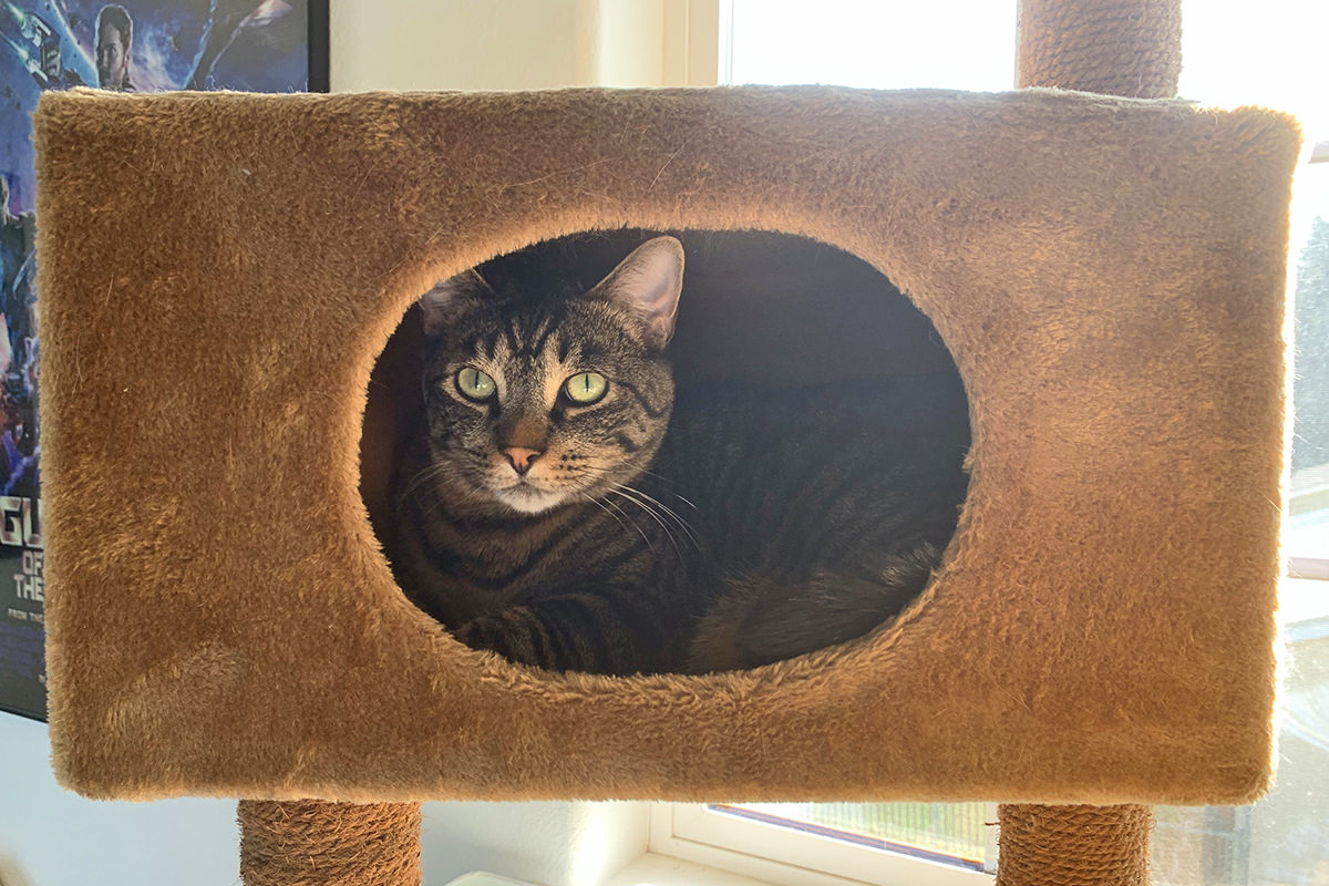 Jake poking his head out from inside a hidey hole in the cat tree.