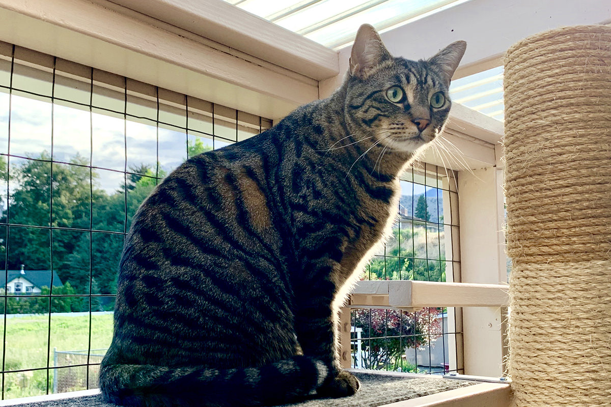 Jake Staring from The Catio