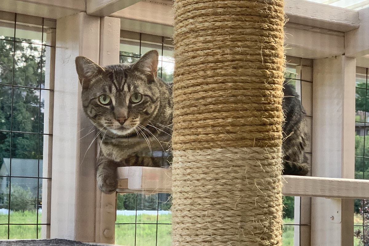 Jake Staring from The Catio