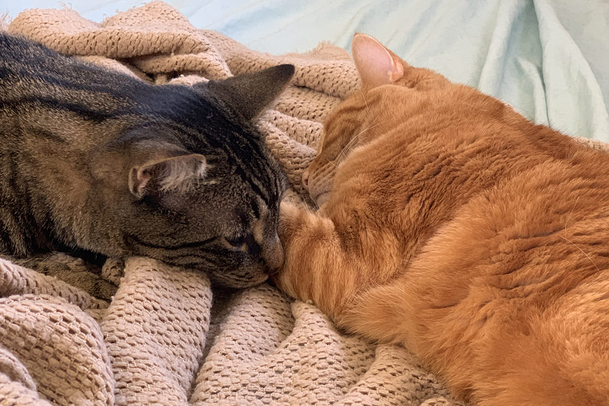 Jake and Jenny laying next to each other on my bed being adorable.