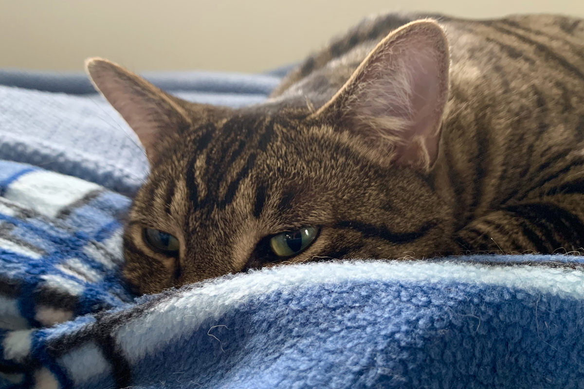 Jake laying on the electric blanket looking very content.