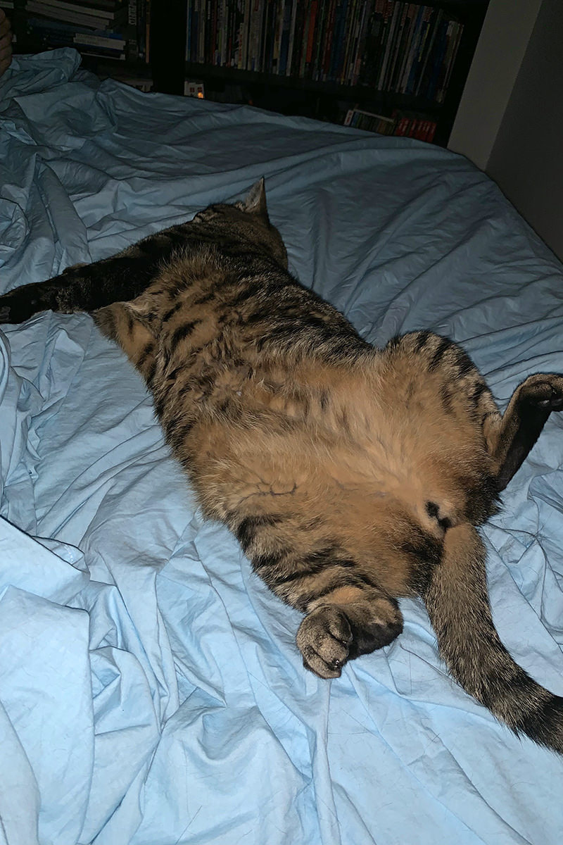 Jake laying spread eagle on my bed at night.