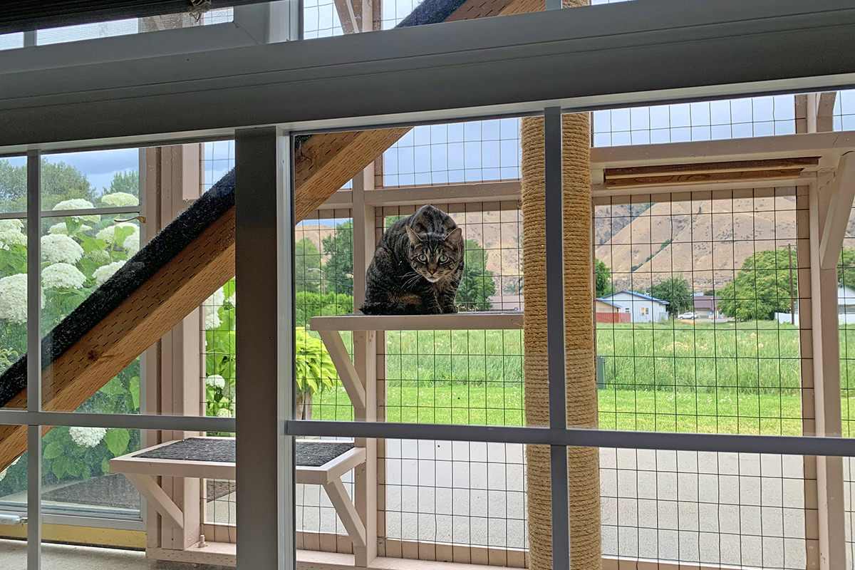 Jake Staring from the Catio