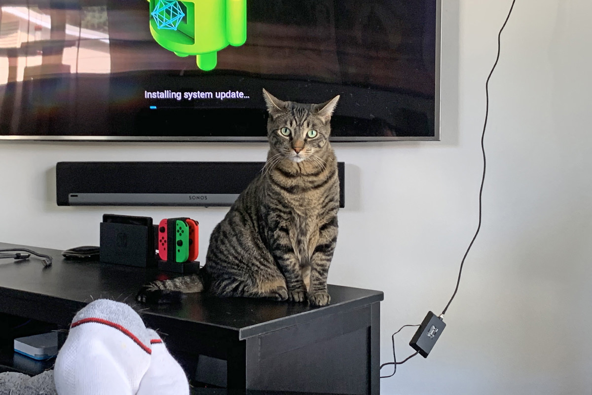 Jake sitting on the entertainment center staring at me.