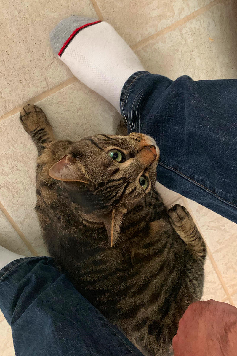 Jake the cat hovering around my feet while.