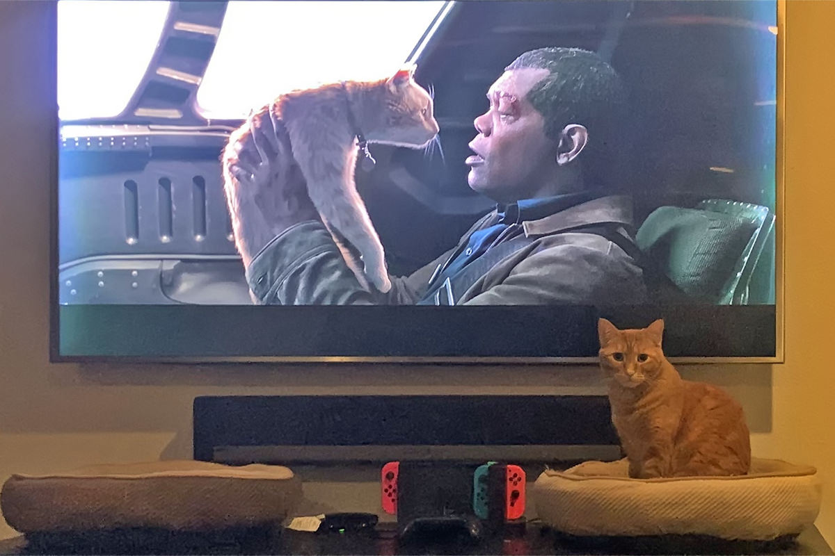 Jenny, an orange cat, sitting in front of the television looking at me as Samuel L. Jackson lifts up Goose, an orange cat, in the movie Captain Marvel.