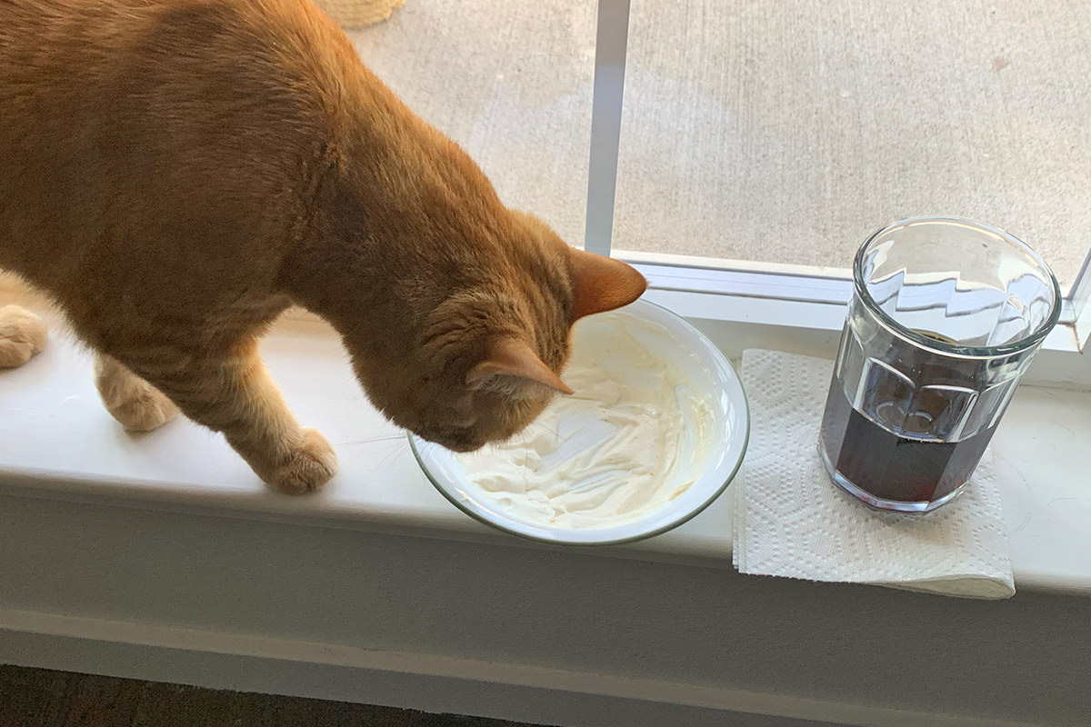 Jenny sniffing a half-eaten bowl of chip dip.