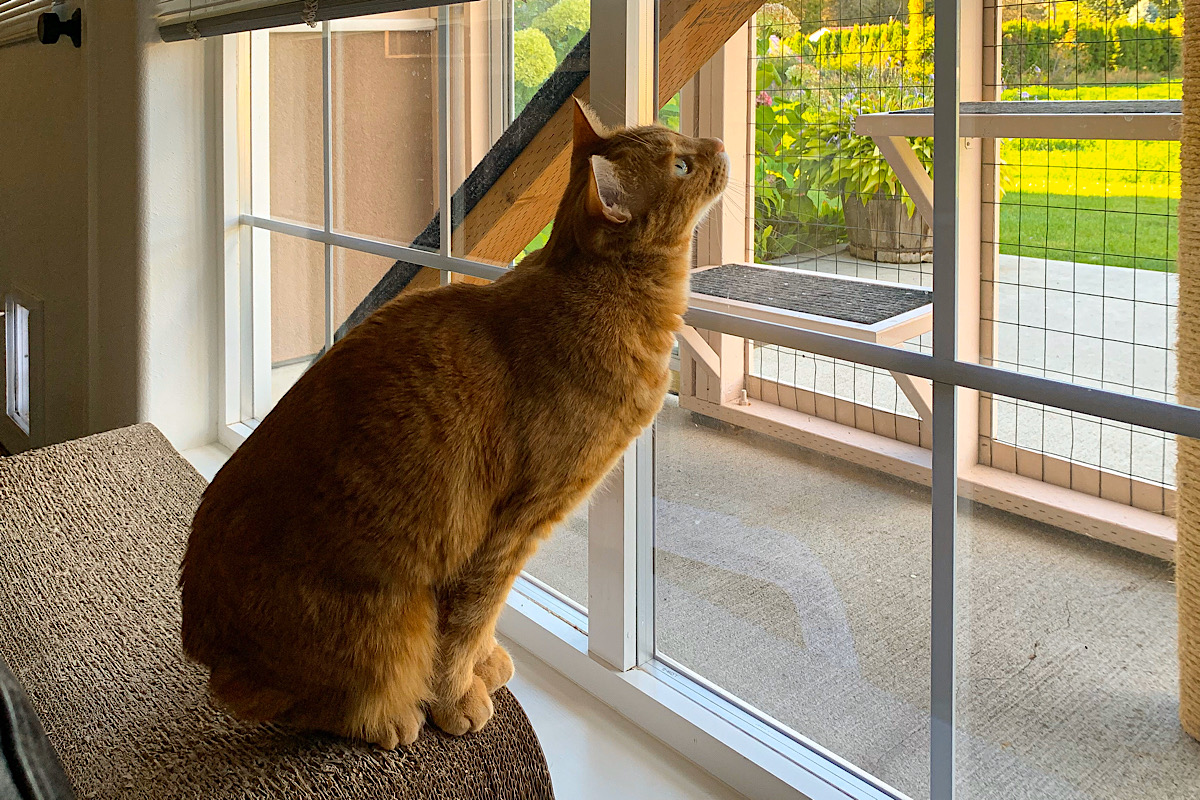 Jenny stretching her neck up to look at a fly in the window.