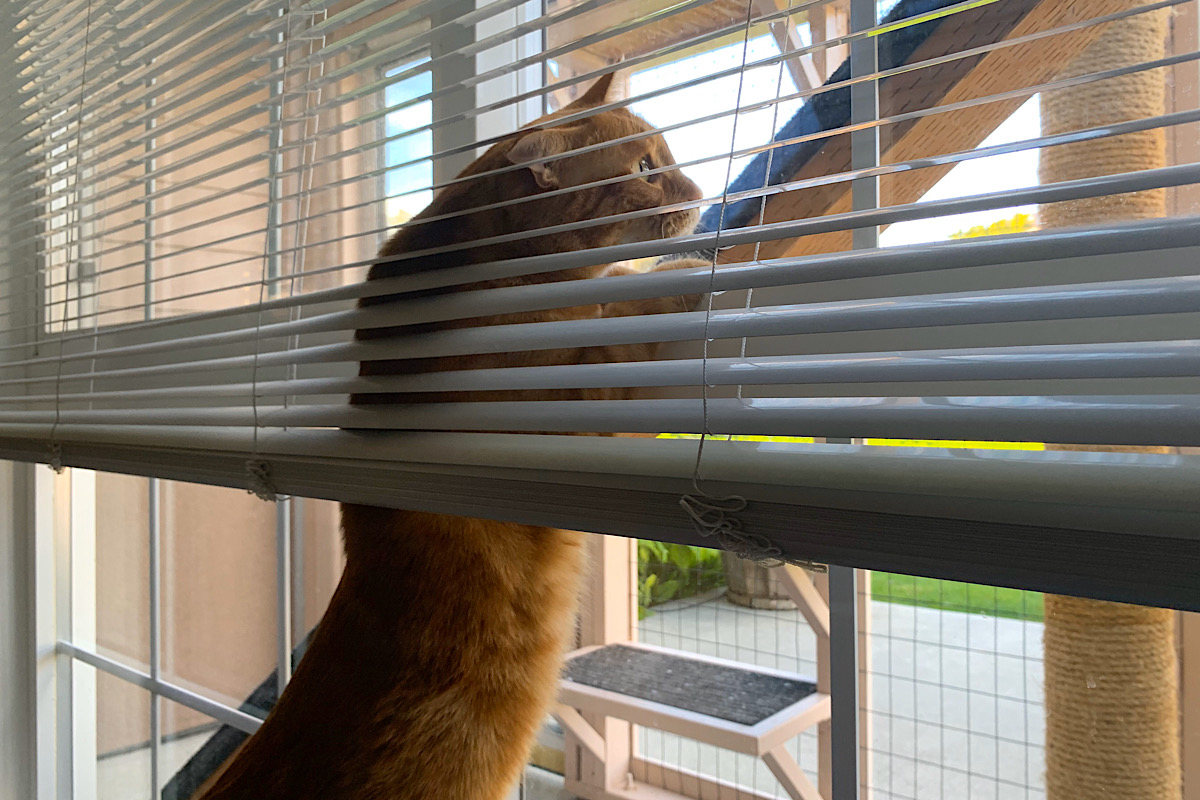 Jenny stretching up the window under the window blinds to find a fly.