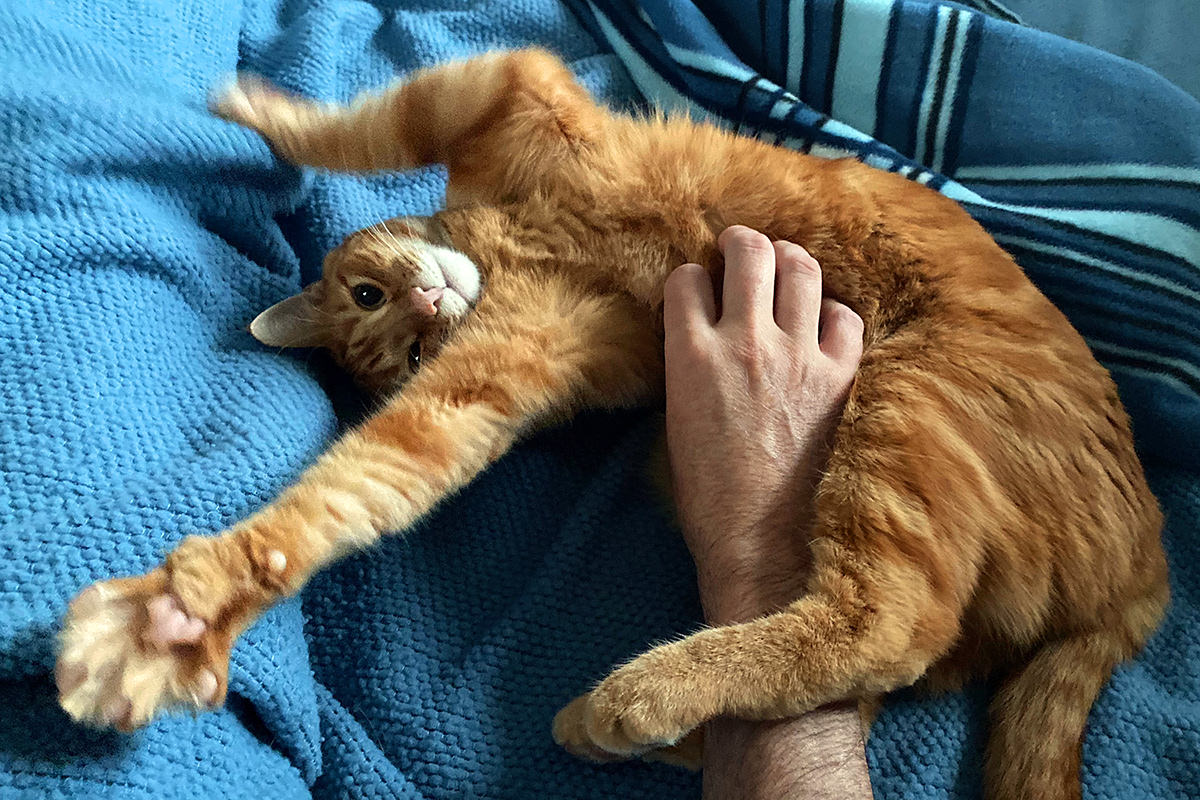 Jenny laying on my bed with her paws stretched out towards the camera as I scratch her belly.