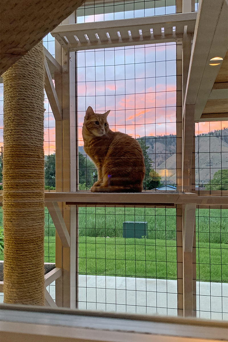 Jenny at Sunset in the Catio!