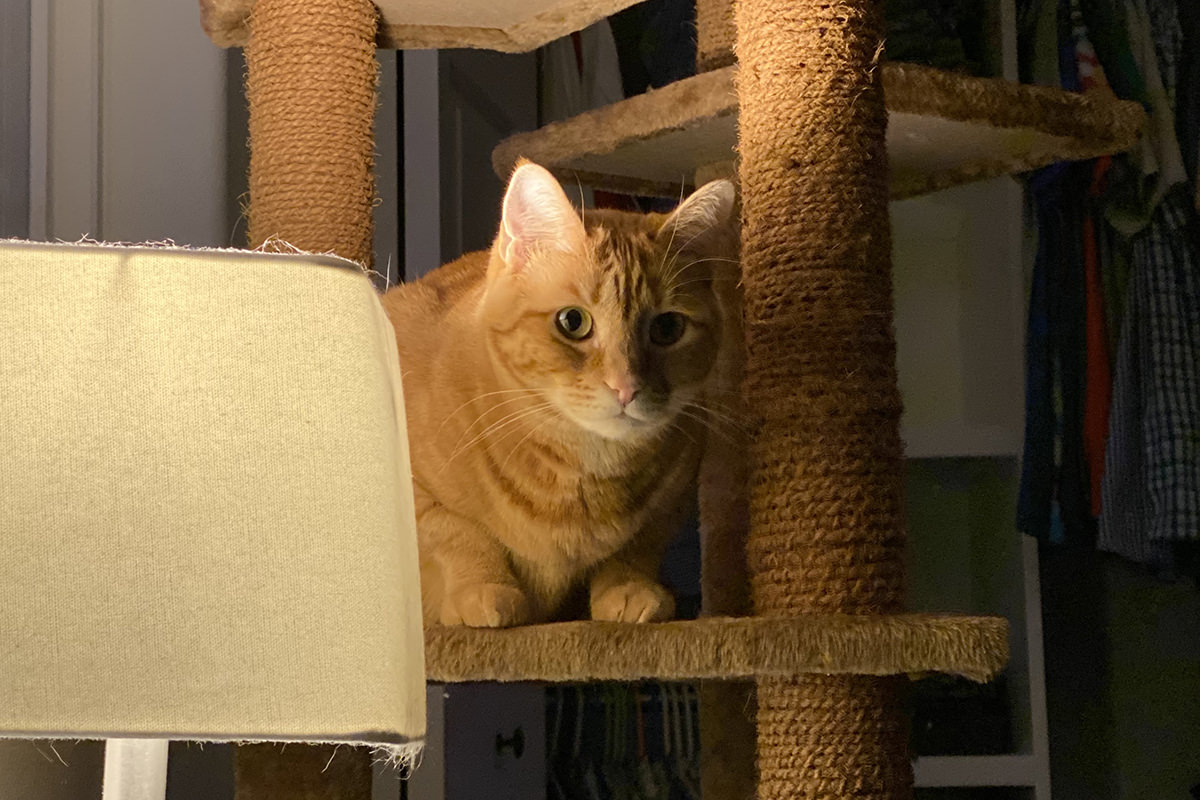 Jenny staring at me from the cat tree in my bedroom.