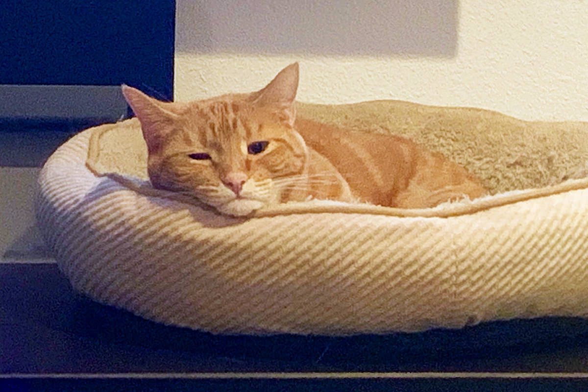 Jenny waking up in her cat bed with her little adorable frowny-face.