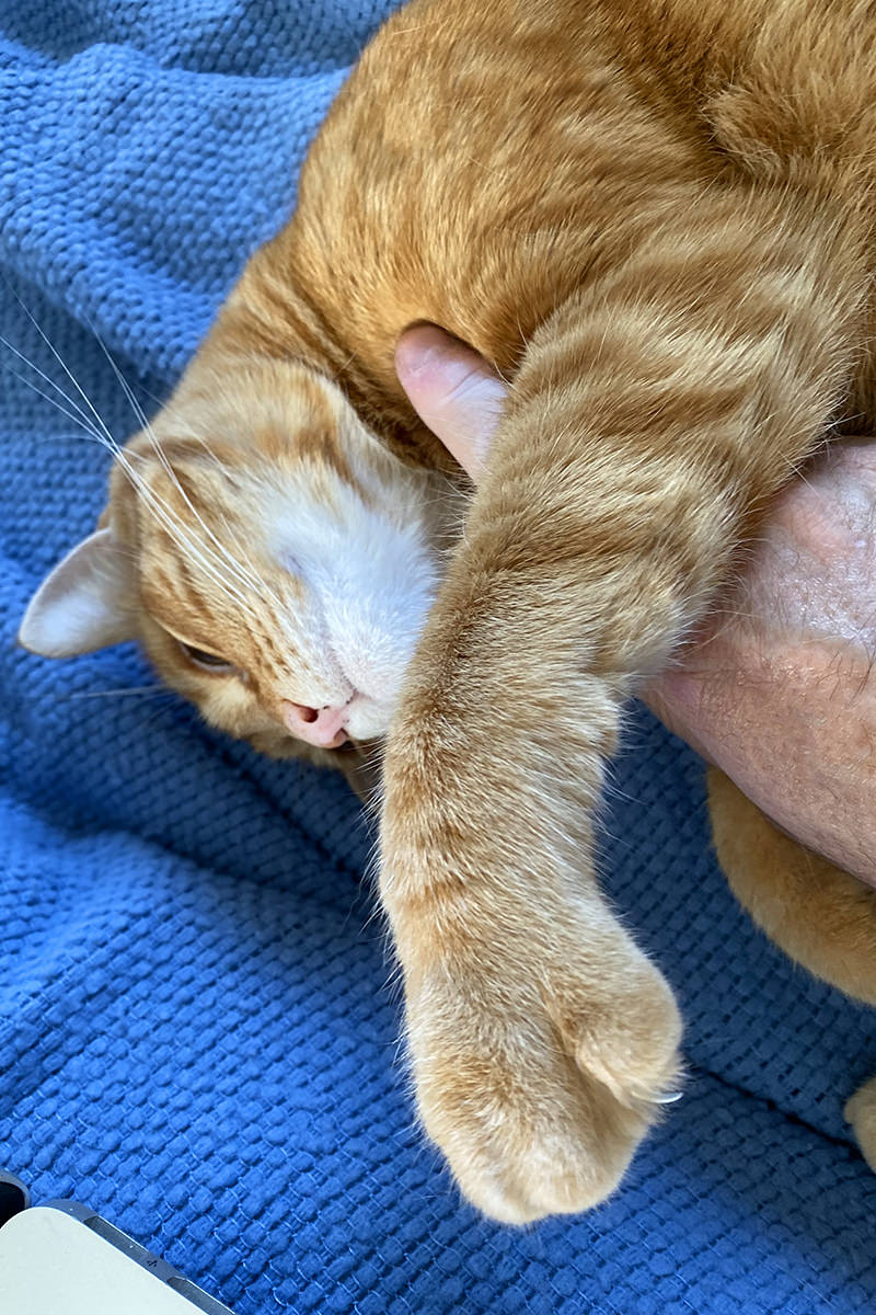 Jenny laying on my bed forelorned with a paw and claws out while waiting for the Alexa alarm as I scratch her belly.