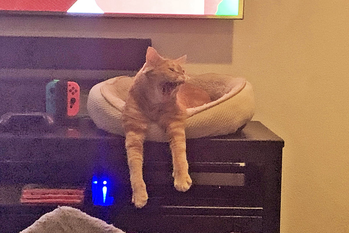 Jenny is hanging out of her kitty bed and yawning.
