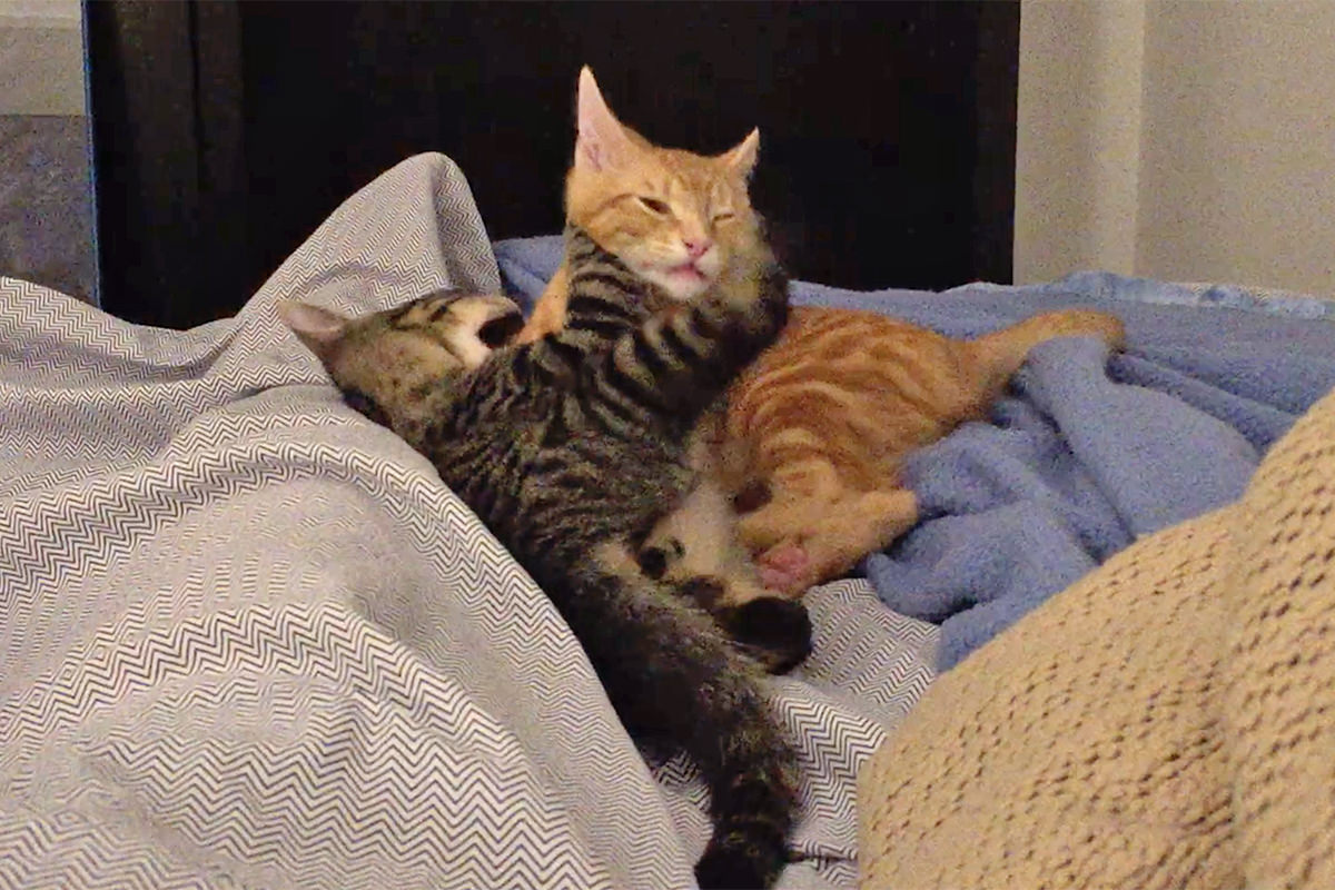 Jake and Jenny wrestling at the end of my bed as kittens.