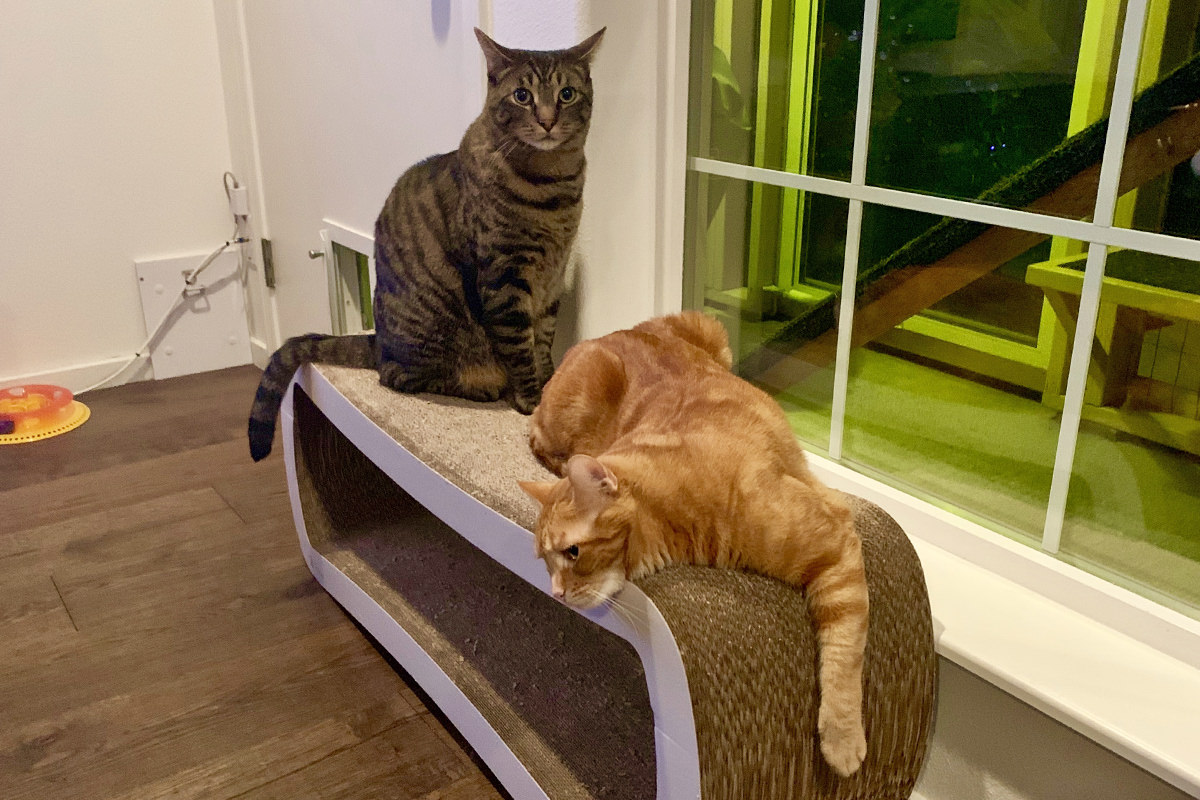 Jake and Jenny sitting on the cat scratch lounger.