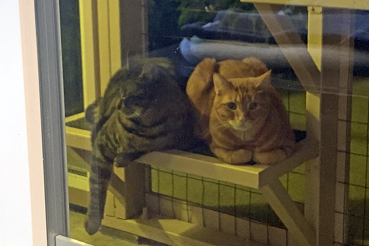 Jake and Jenny out in the catio together in the dark.