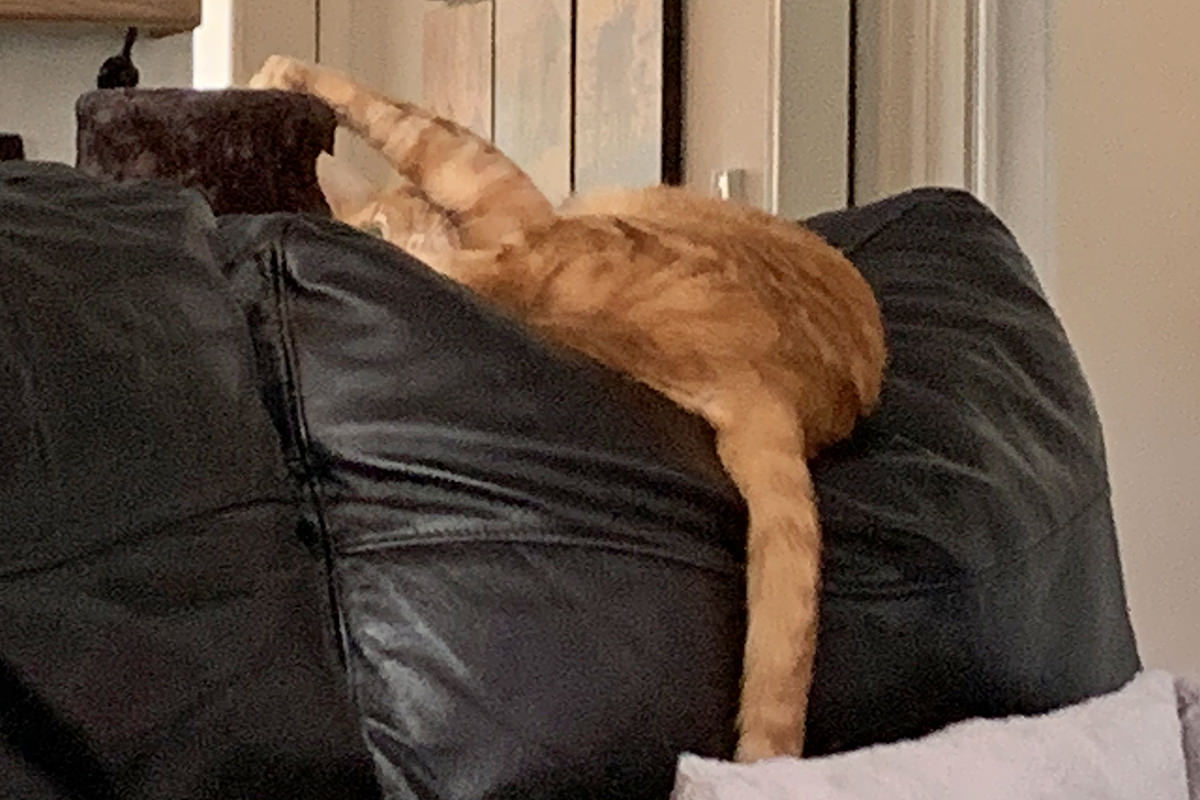 Jenny laying down and scratching the scratching post.