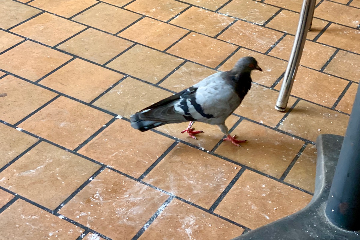 A pigeon scrounging around the floor of the Cafe du Monde looking for something to eat, I’m guessing.