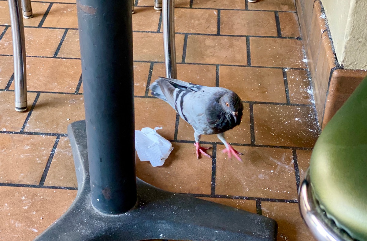 A pigeon scrounging around the floor of the Cafe du Monde looking for something to eat, I’m guessing.