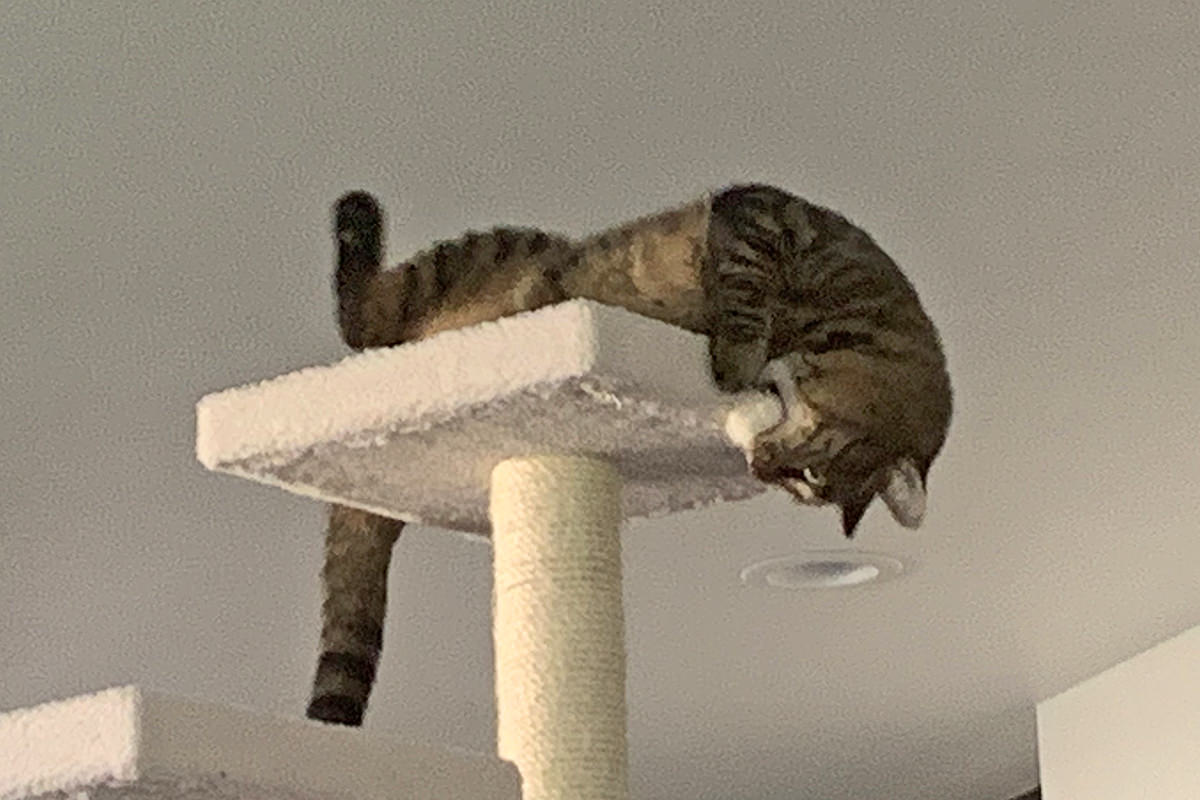 Jake knawing on the new cat tree.