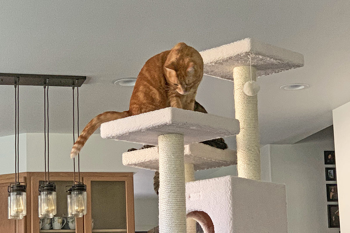 Jenny sitting on top of the new cat tree.