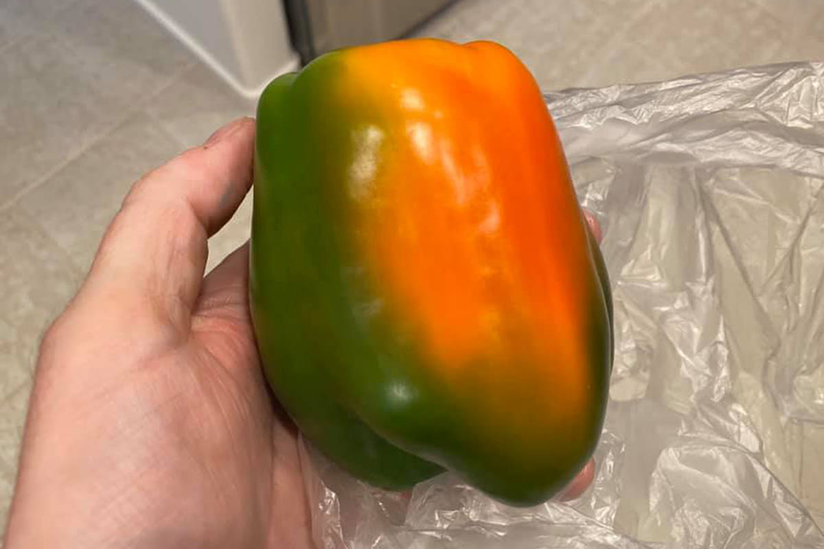 My green pepper in my hand... TURNING ORANGE?!?!