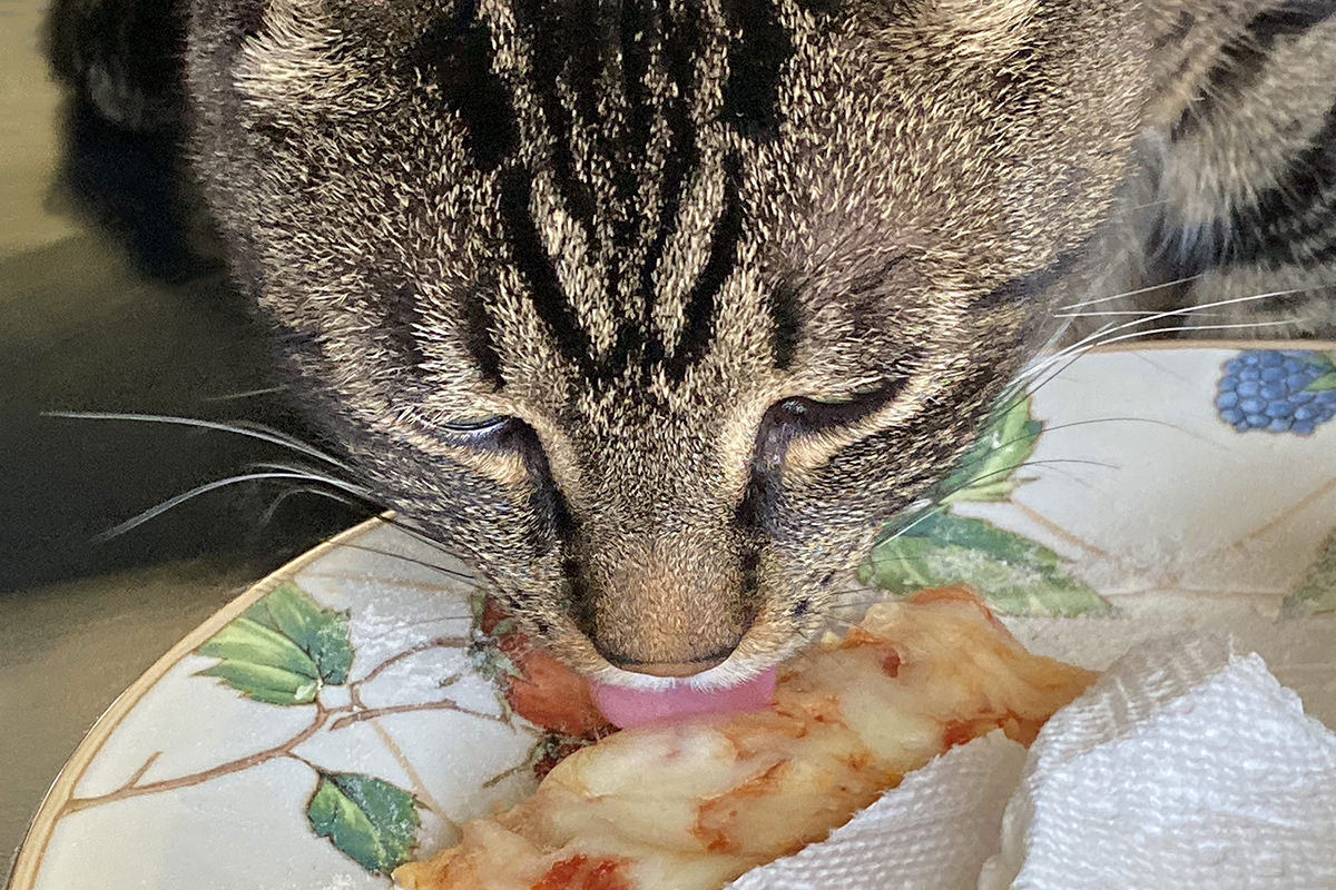 A close-up shot of handsome Jake the Cat licking my perfect pizza.