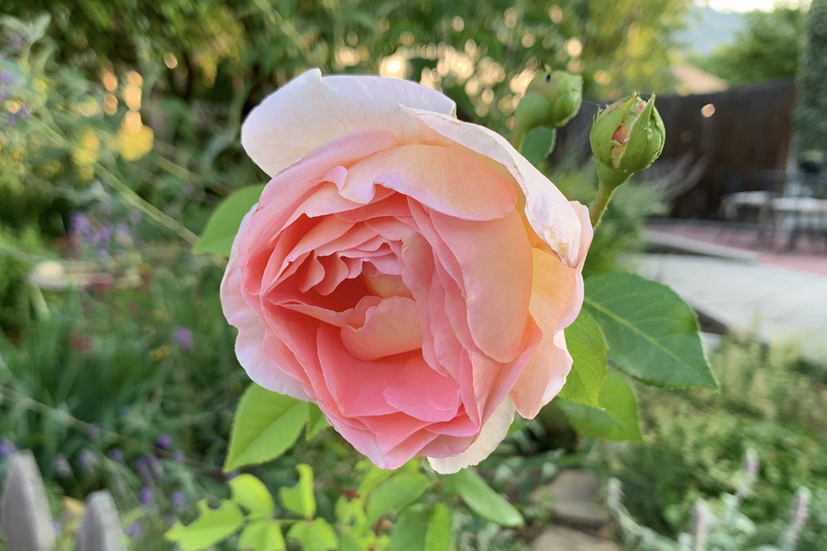 Rose on my Walk