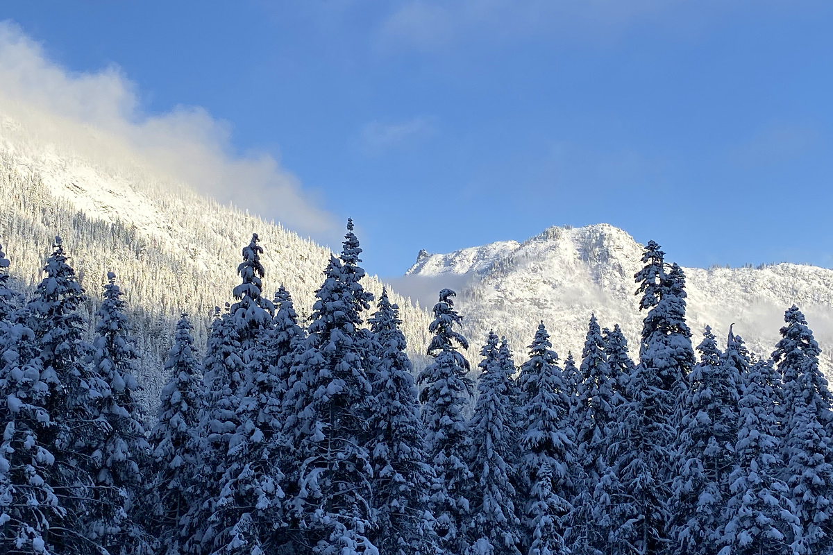 Driving through the mountains with snow-covered trees all around.