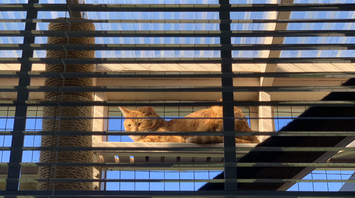 Jenny laying down in the catio squinting because the sunshine is so bright.