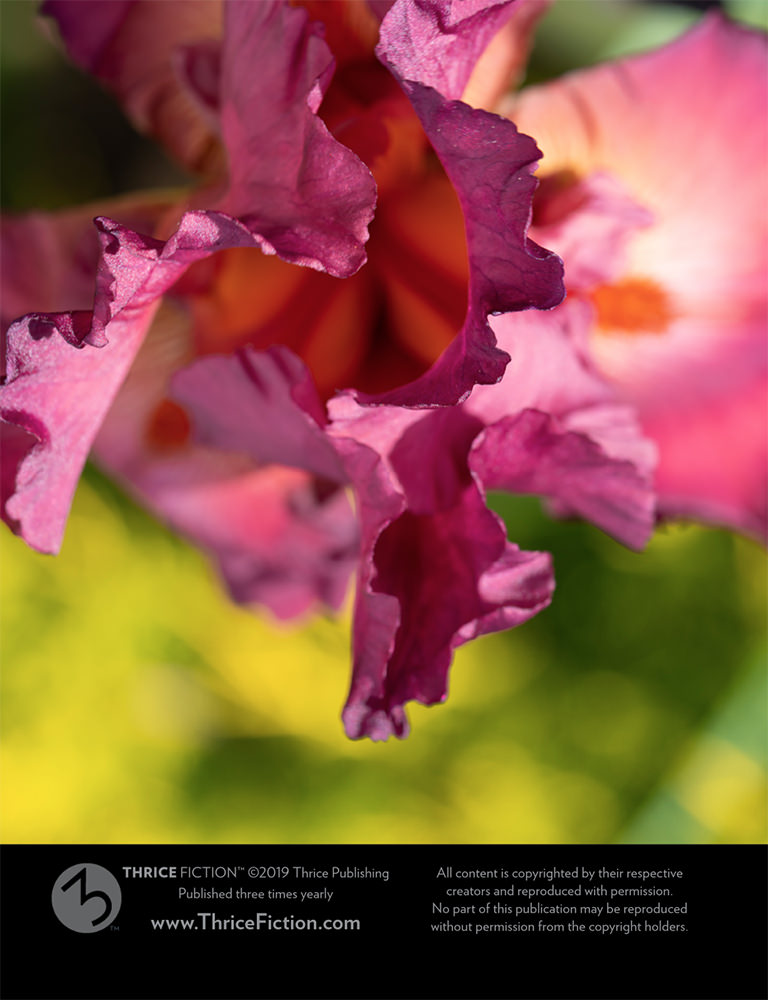 A beautiful maroon-colored flower against a pretty greenery background.