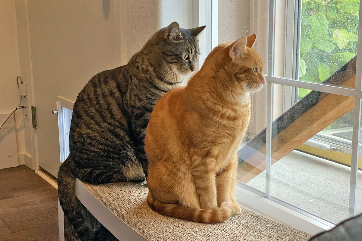 Jake and Jenny sitting on the cat scratcher lounger and looking out the window.