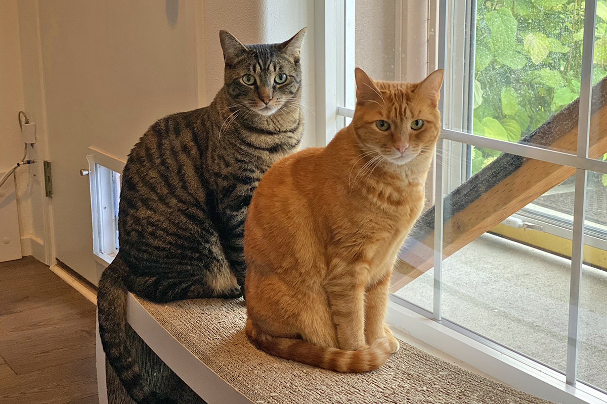 Jake and Jenny take a break from staring out the window and are now staring at me.