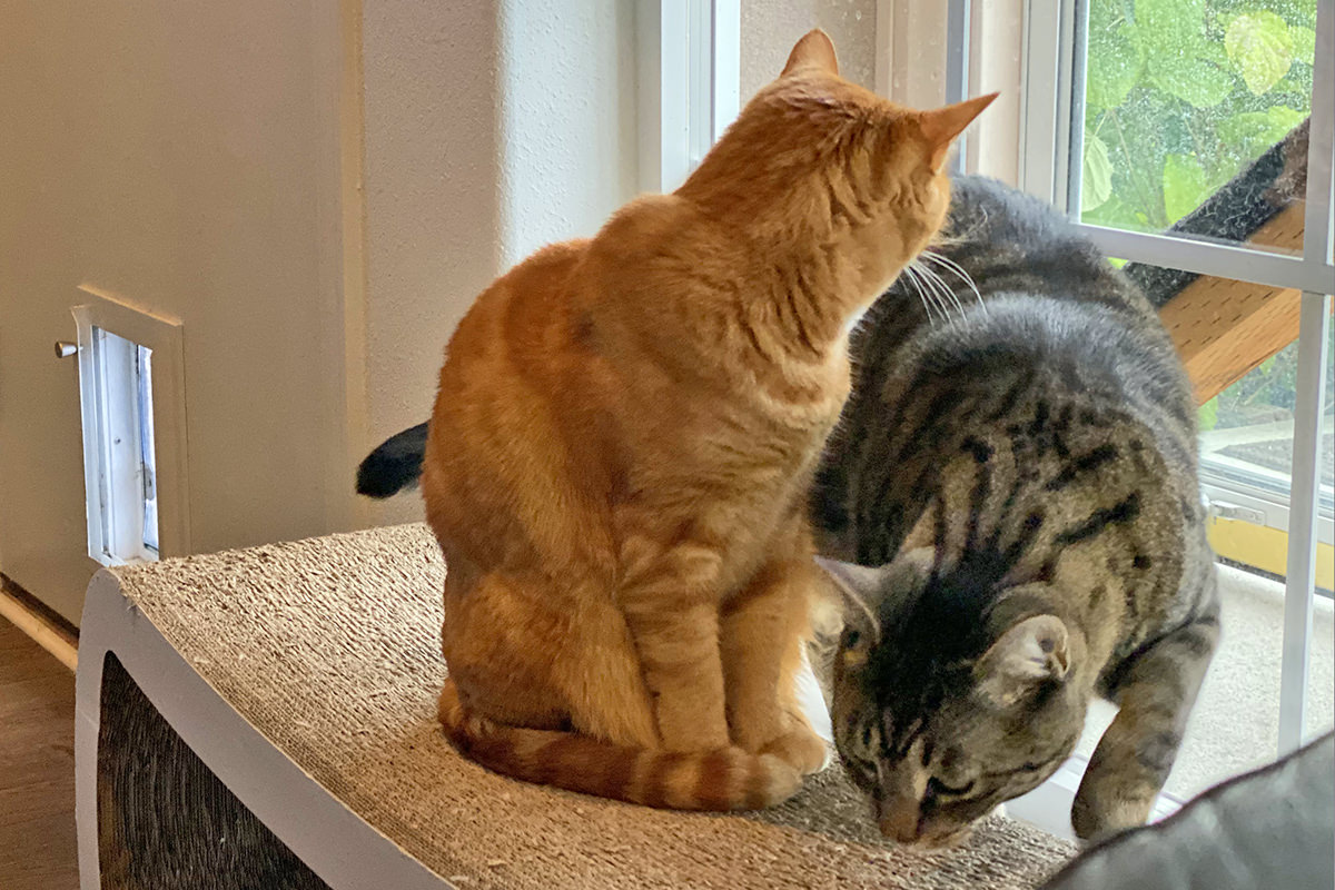 Jake and Jenny bored now and wandering around the cat scratcher lounger.