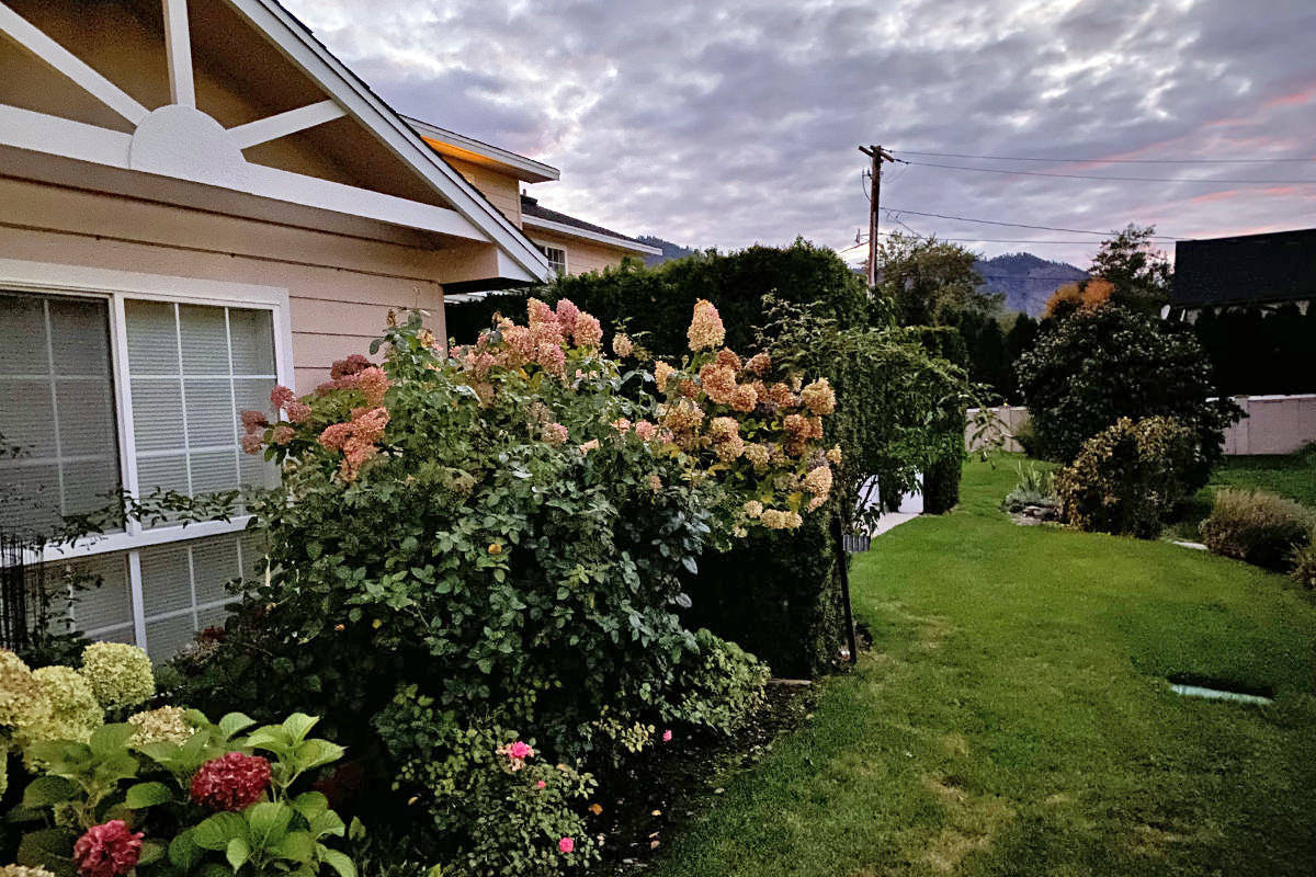 A photo of my back yard... which now looks like it was shot in the early evening instead of in near total darkness.